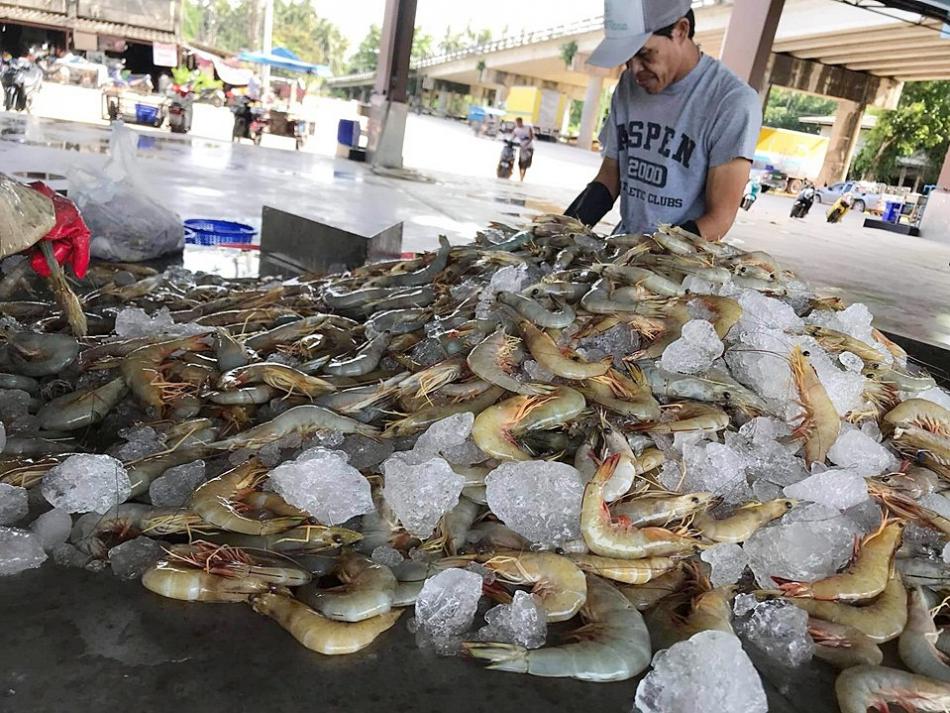 กุ้งสดๆขึ้นจากเรือ ณ สะพานปลาปากนำ้หลังสวน (2 ภาพ)